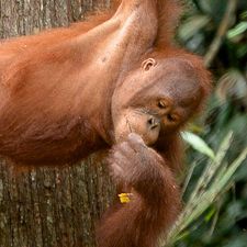 In Palm Oil’s Wake: an interview with Robert Hii